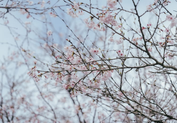 であいの森・森林公園の桜