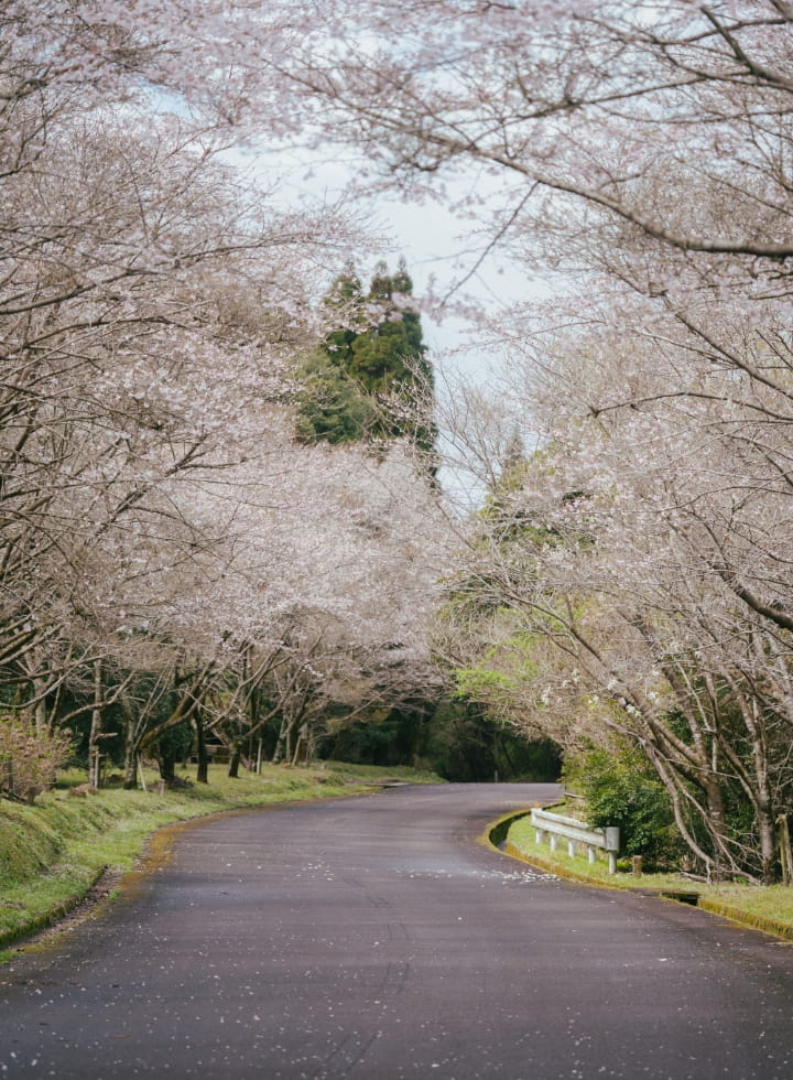 であいの森・森林公園の桜