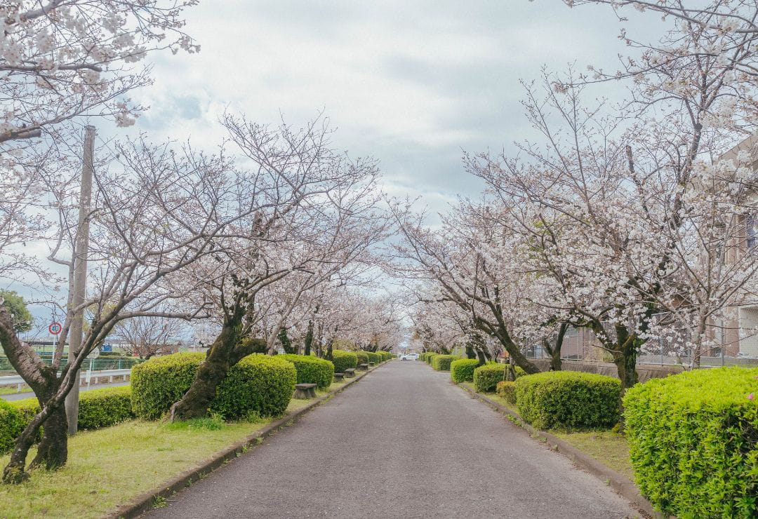 福島三万桜並木