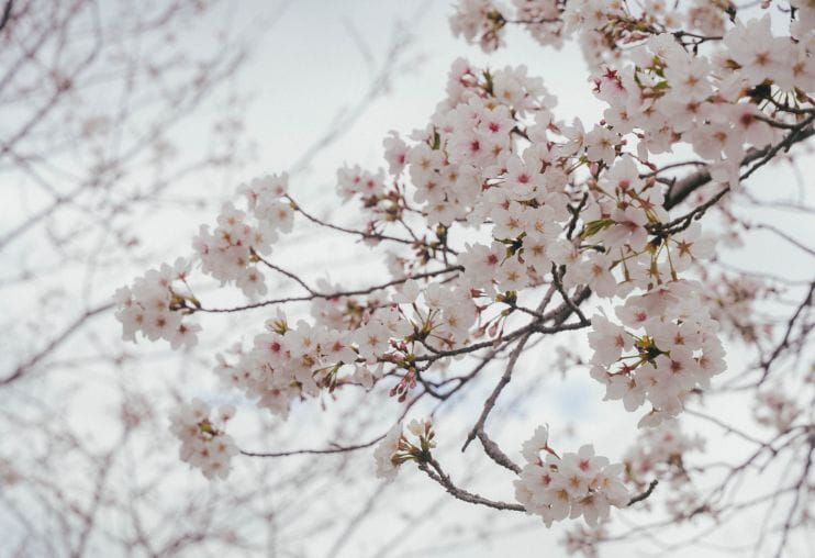 福島三万桜並木