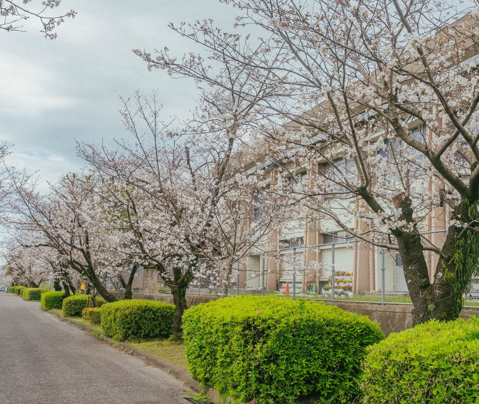 福島三万桜並木