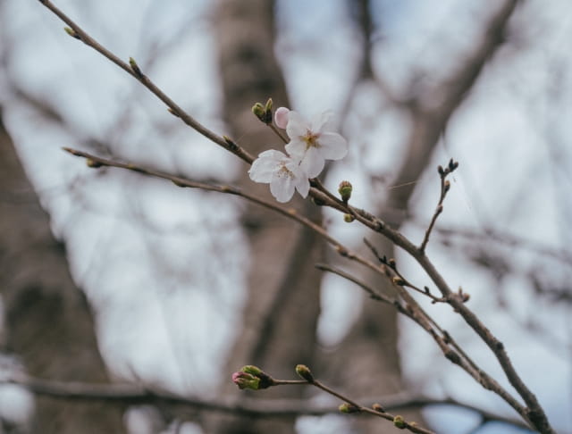 福山病院周辺の桜