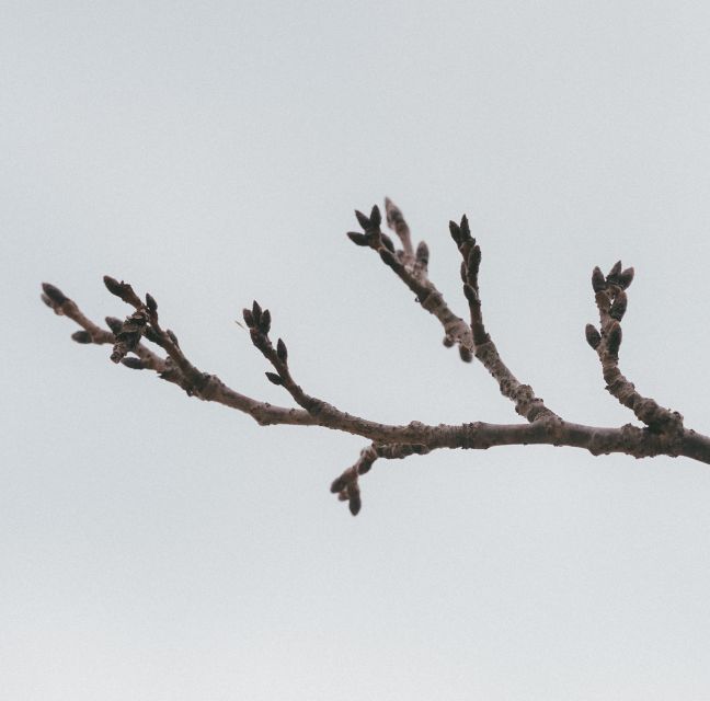 日当山温泉公園の桜