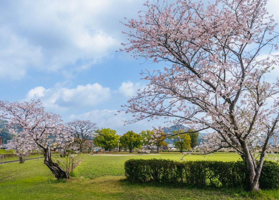 日当山温泉公園の桜