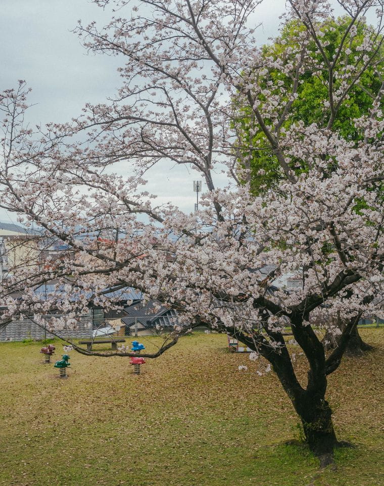 稲荷山公園の桜