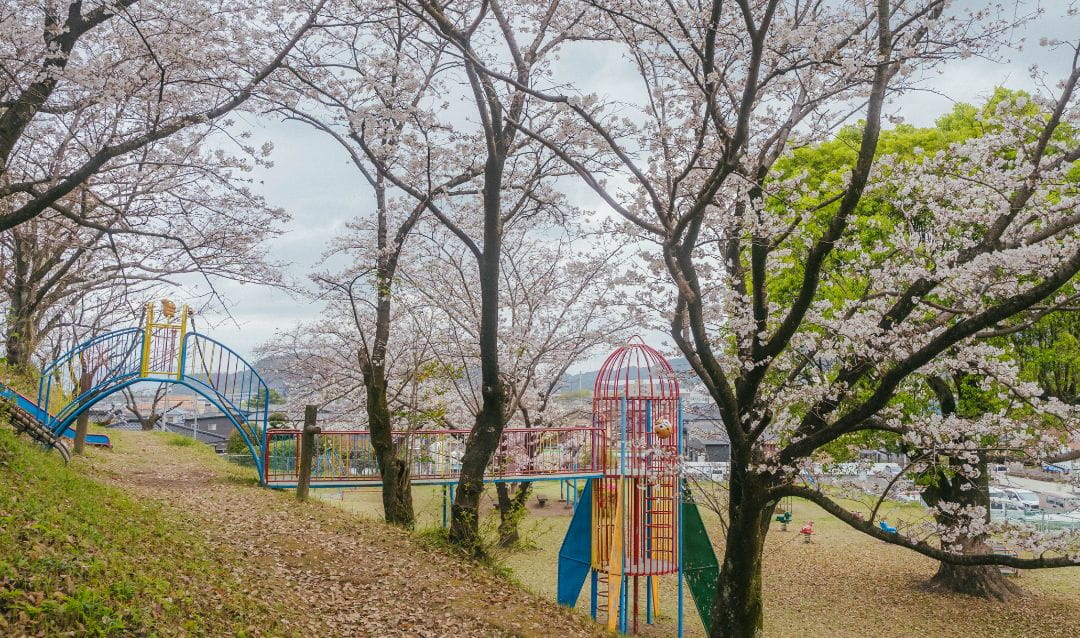 稲荷山公園の桜