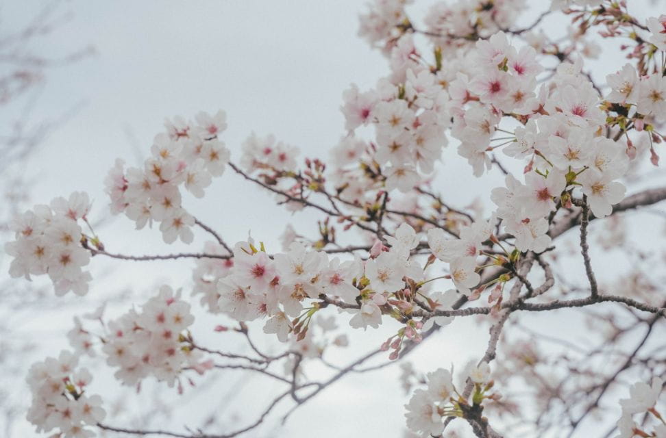 稲荷山公園の桜
