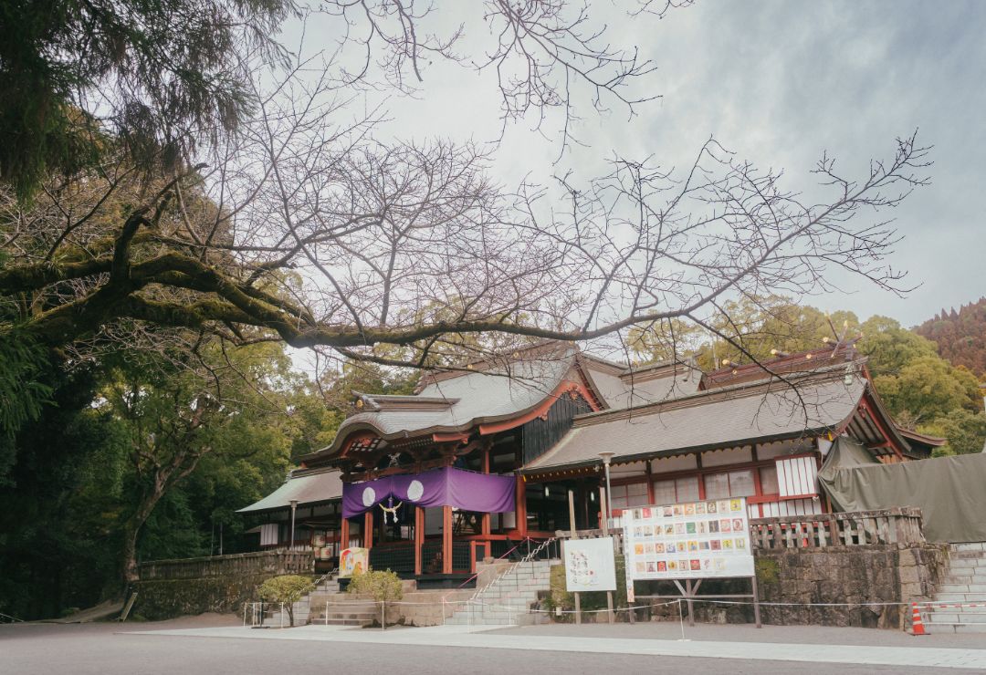 鹿児島神宮の桜