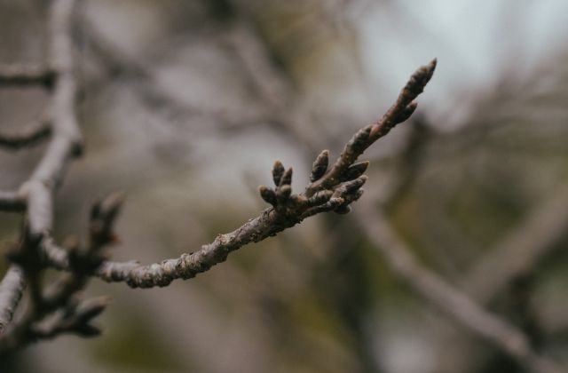 鹿児島神宮の桜