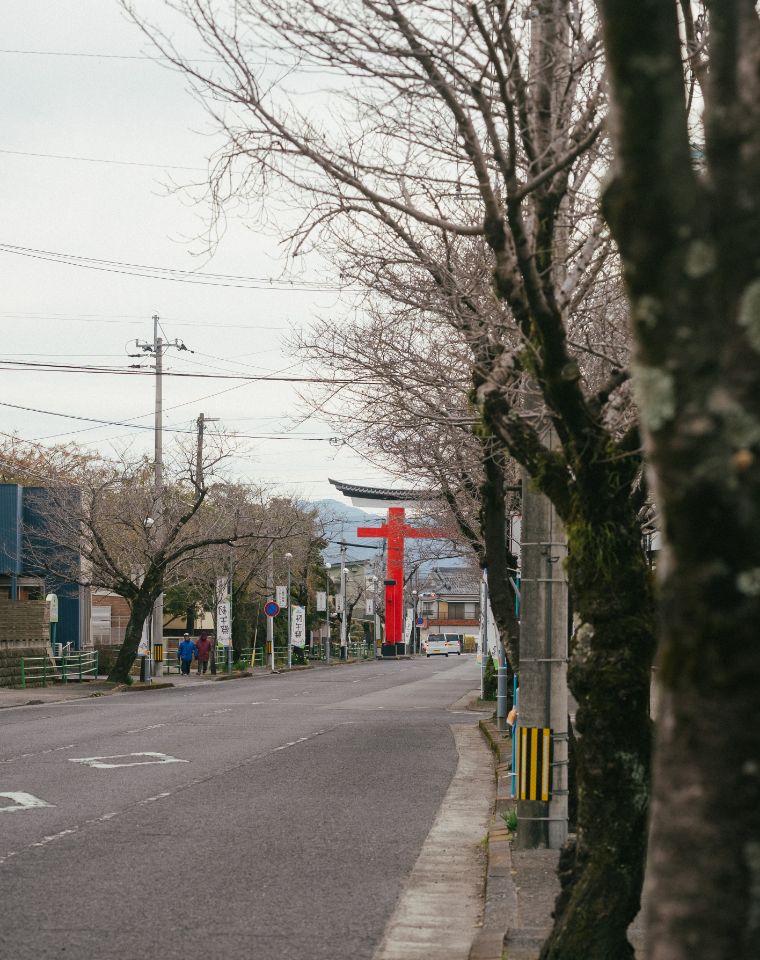 鹿児島神宮の桜