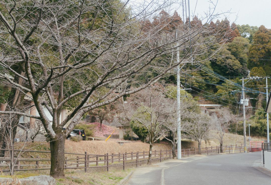 鹿児島神宮の桜