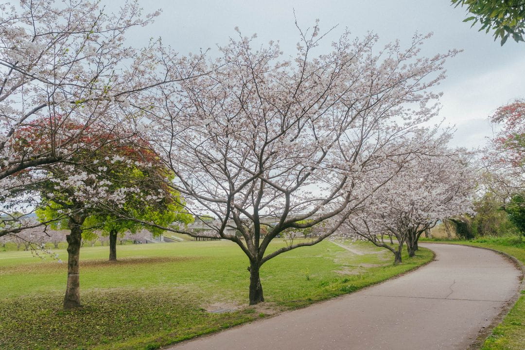 天降川ふるさとの川河川公園の桜