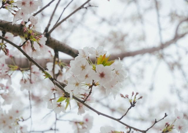 天降川ふるさとの川河川公園の桜