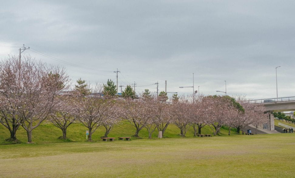 天降川ふるさとの川河川公園の桜