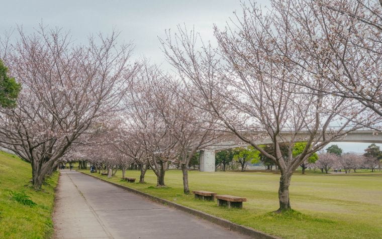 天降川ふるさとの川河川公園の桜
