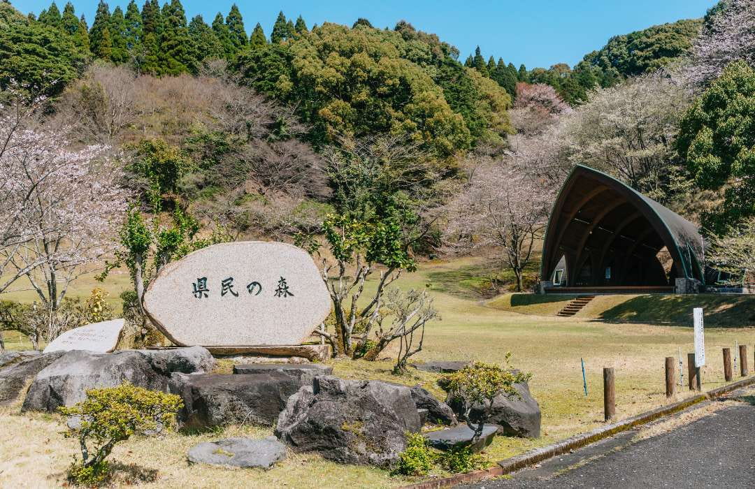 県民の森の桜