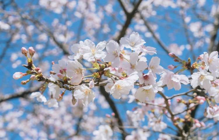 県民の森の桜