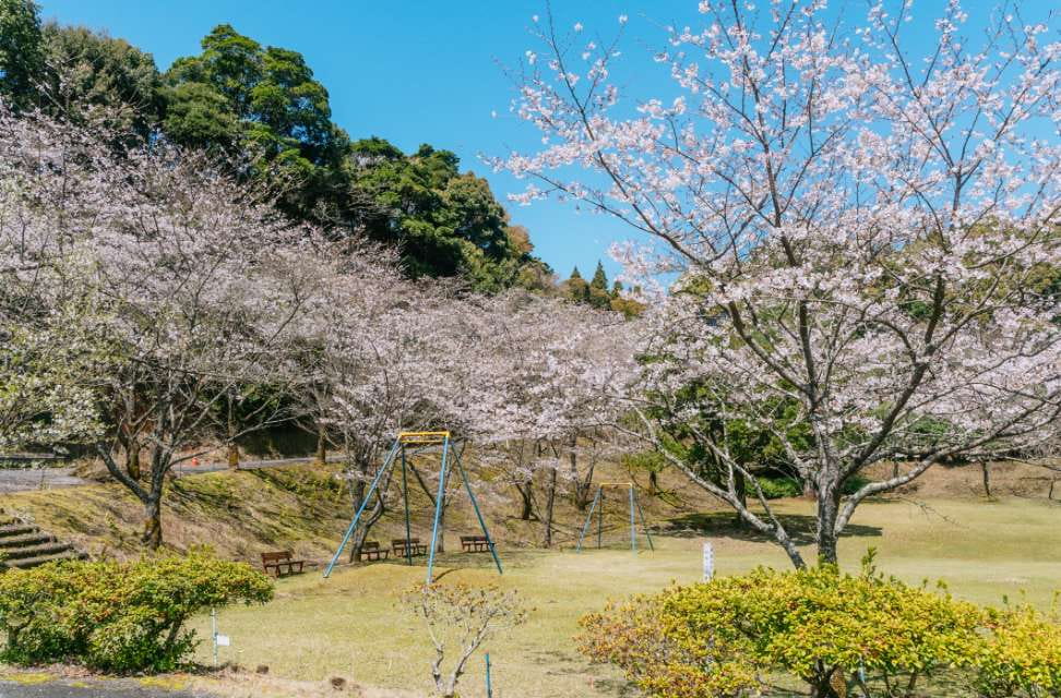 県民の森の桜