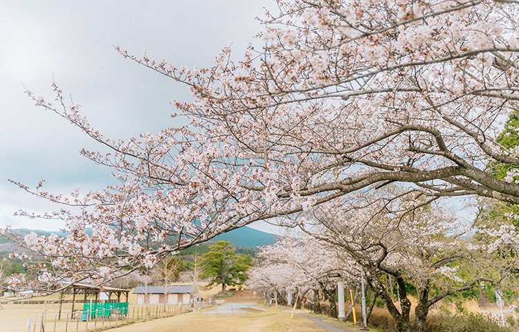 霧島高原国民休養地の桜
