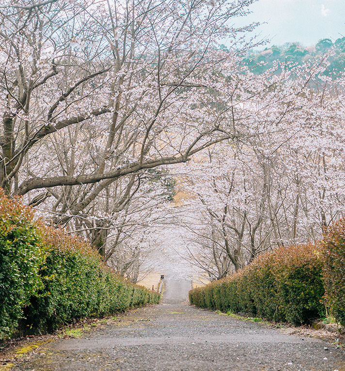 霧島高原国民休養地の桜