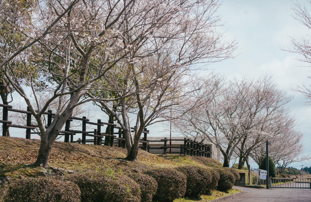 まきばドームの桜