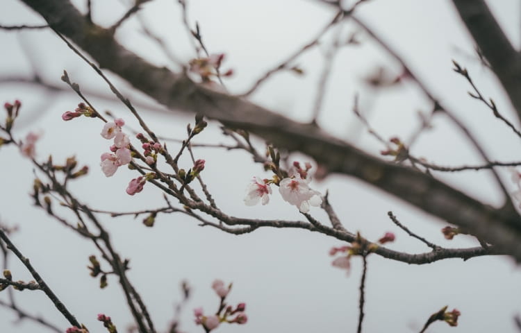 まきばドームの桜