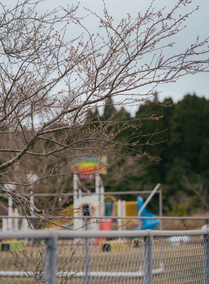 まきばドームの桜