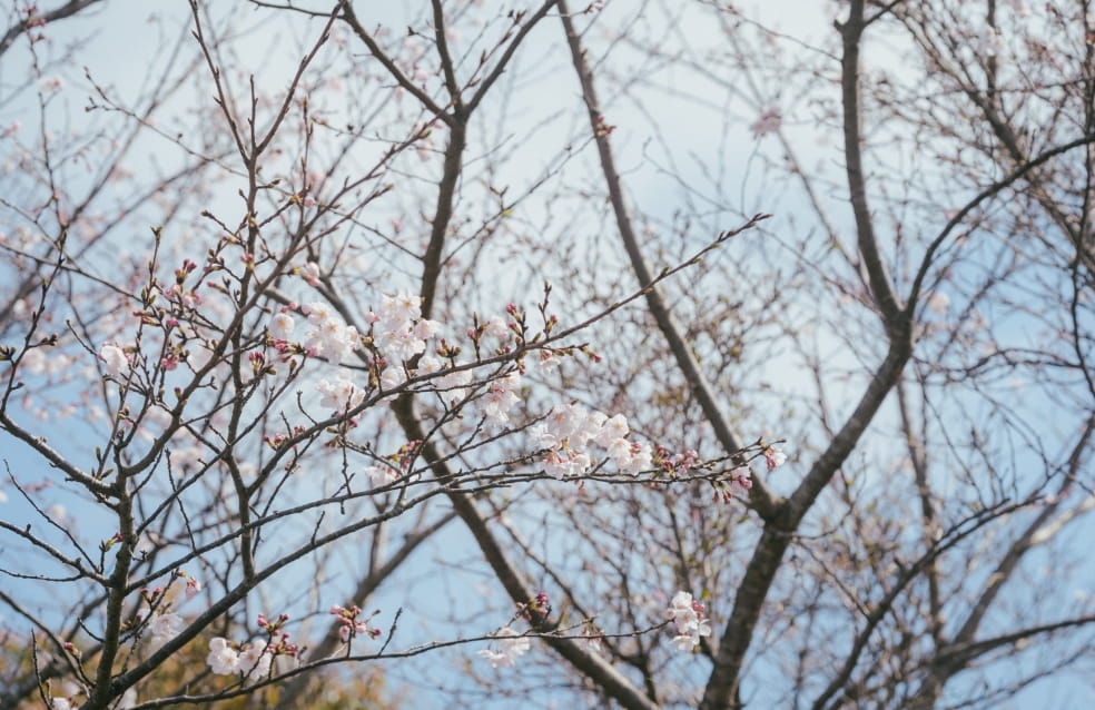 まきばドームの桜