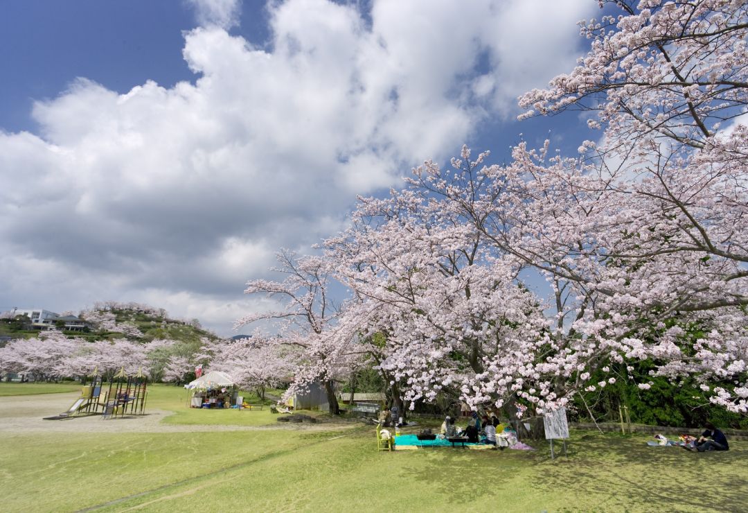 丸岡公園の桜