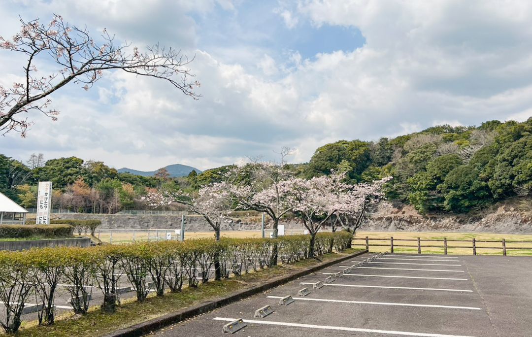 霧島緑の村の桜