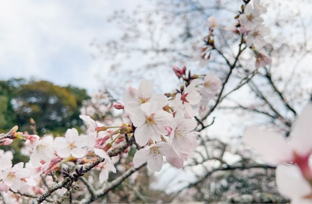 霧島緑の村の桜