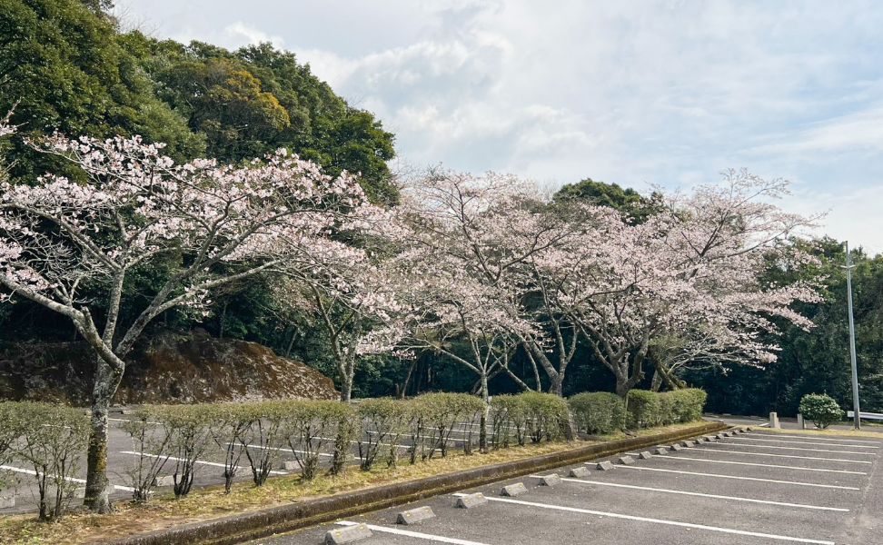 霧島緑の村の桜