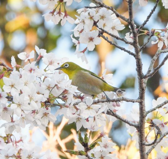 霧島緑の村の桜