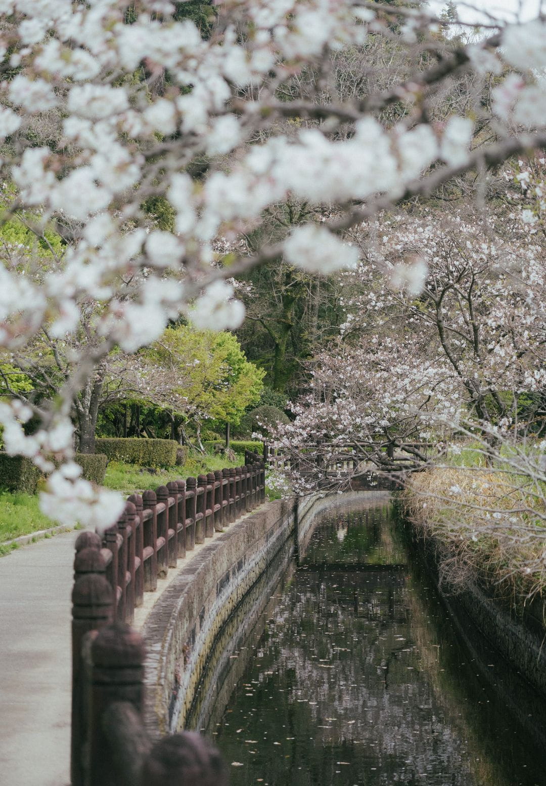 日当山千本桜