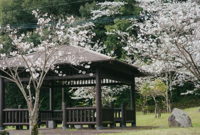 日当山千本桜