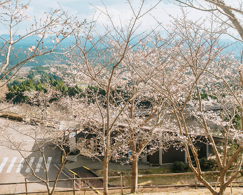 神話の里公園の桜