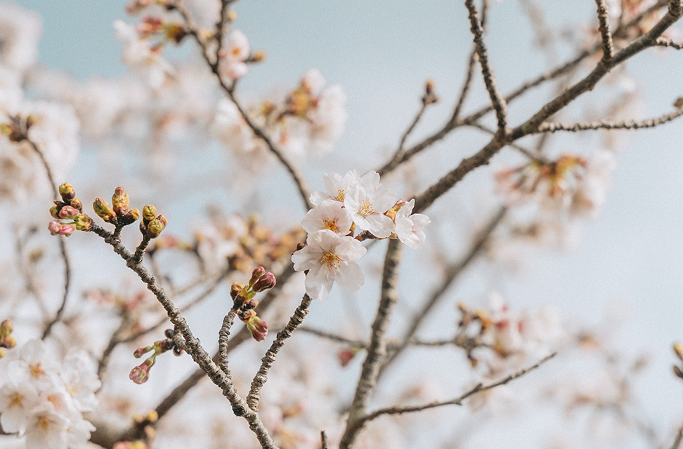 神話の里公園の桜
