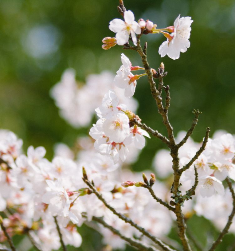 城山公園の桜