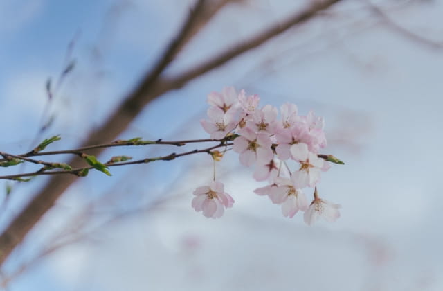 城山公園の桜
