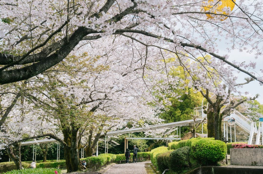 城山公園の桜