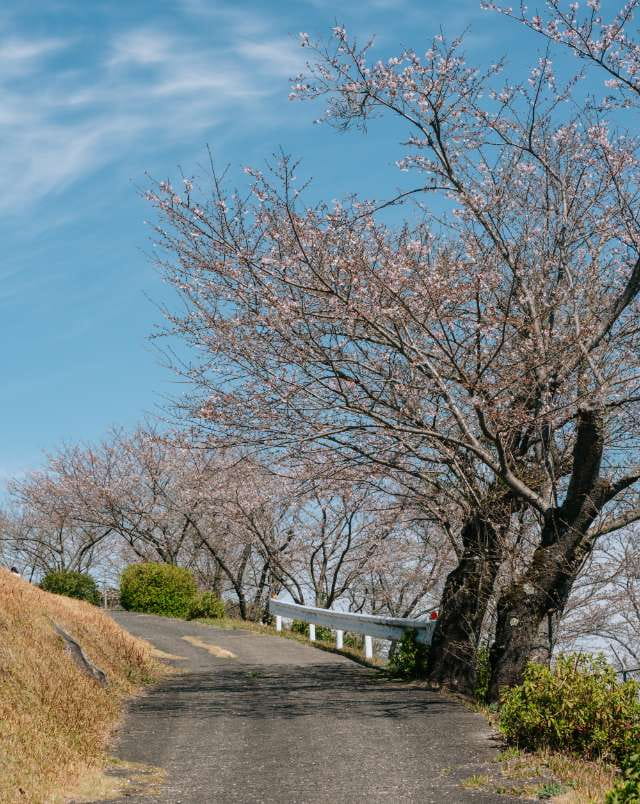 上床公園の桜