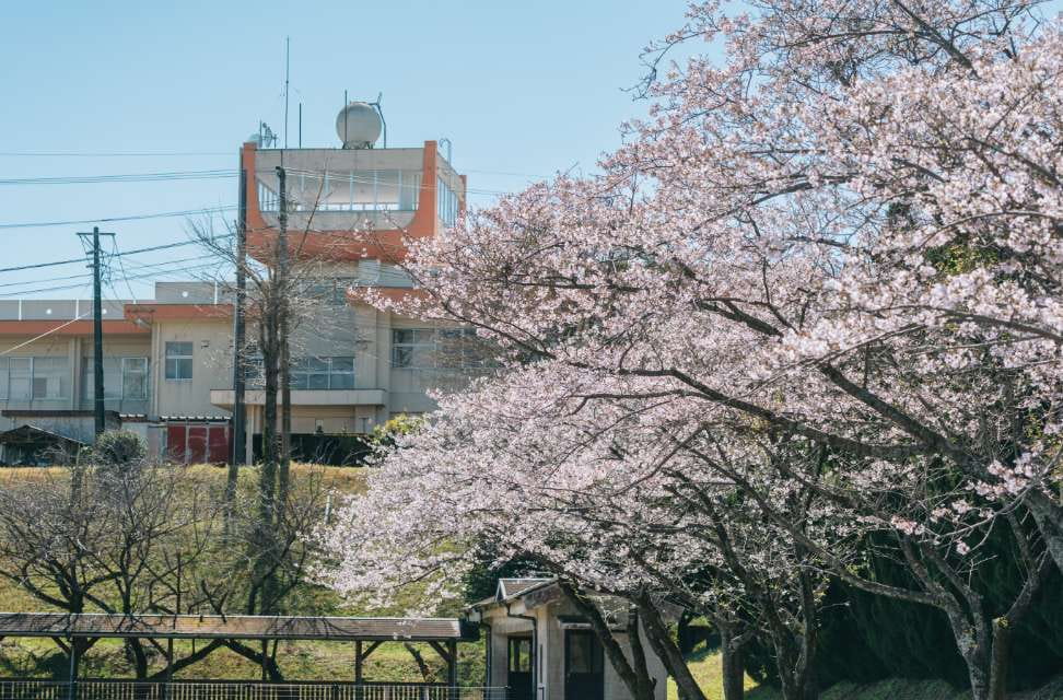 上床公園の桜