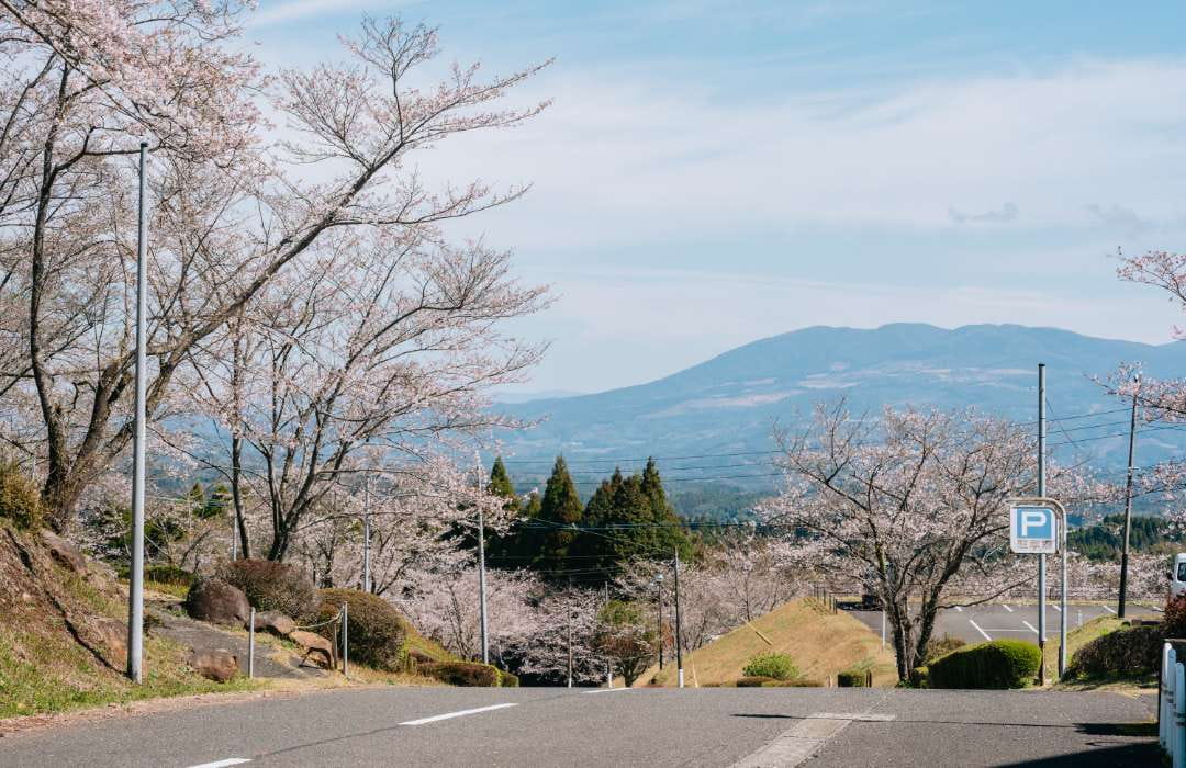 上床公園の桜