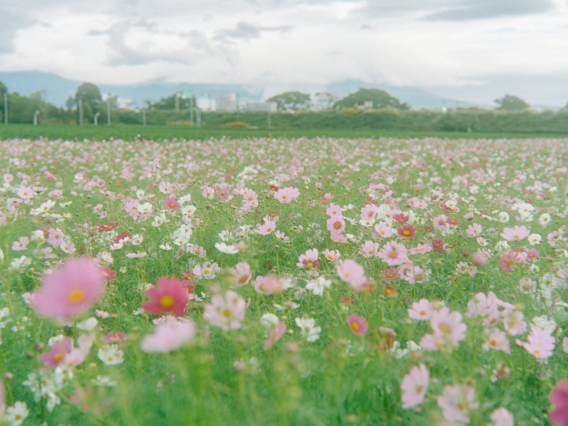 十三塚史跡公園前のコスモス畑へ行ってきました！
