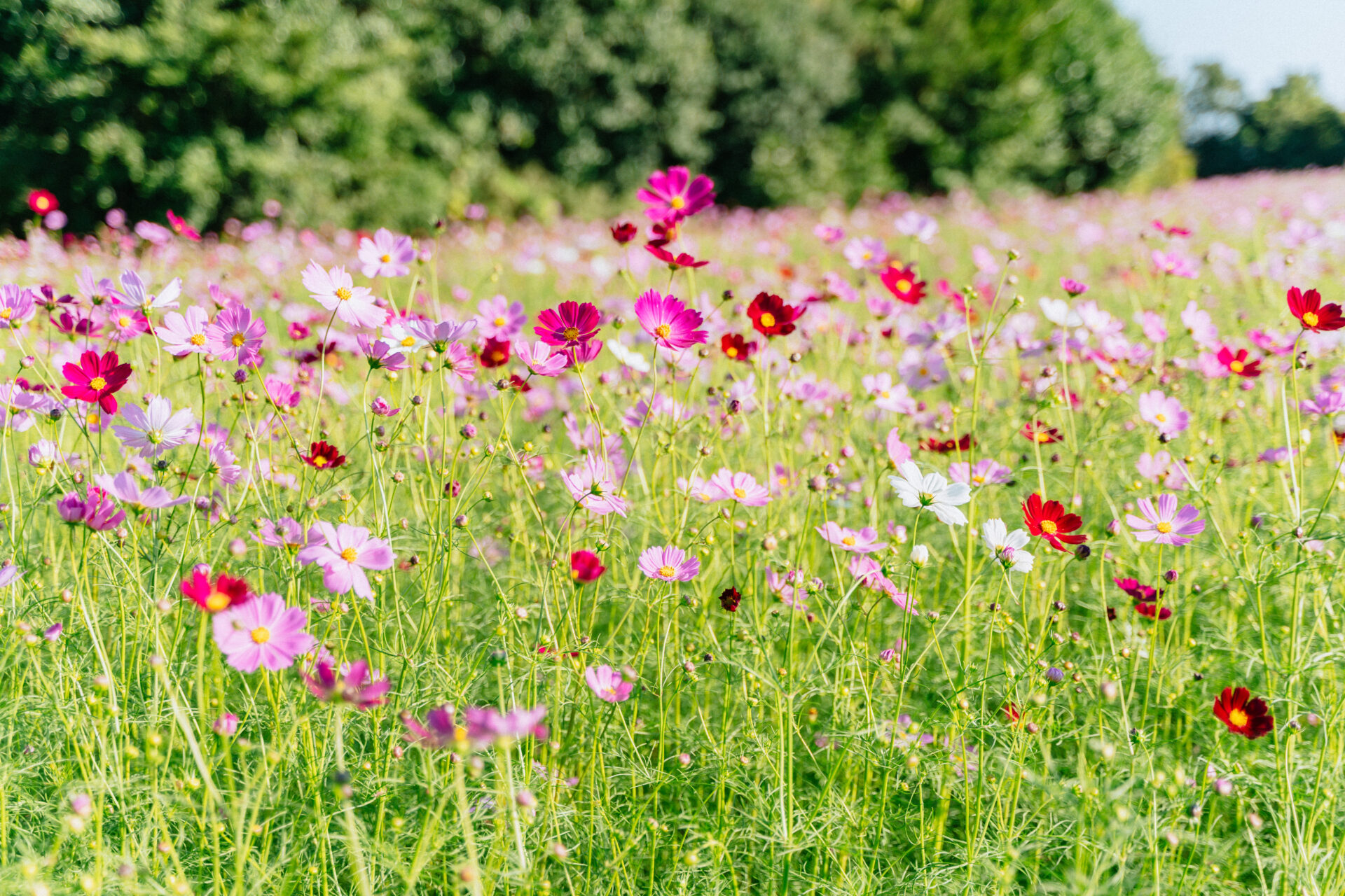 🍁もうすぐ紅葉シーズン！霧島で秋を感じよう✨10月・11月におすすめの秋スポットをご紹介します˚✧₊