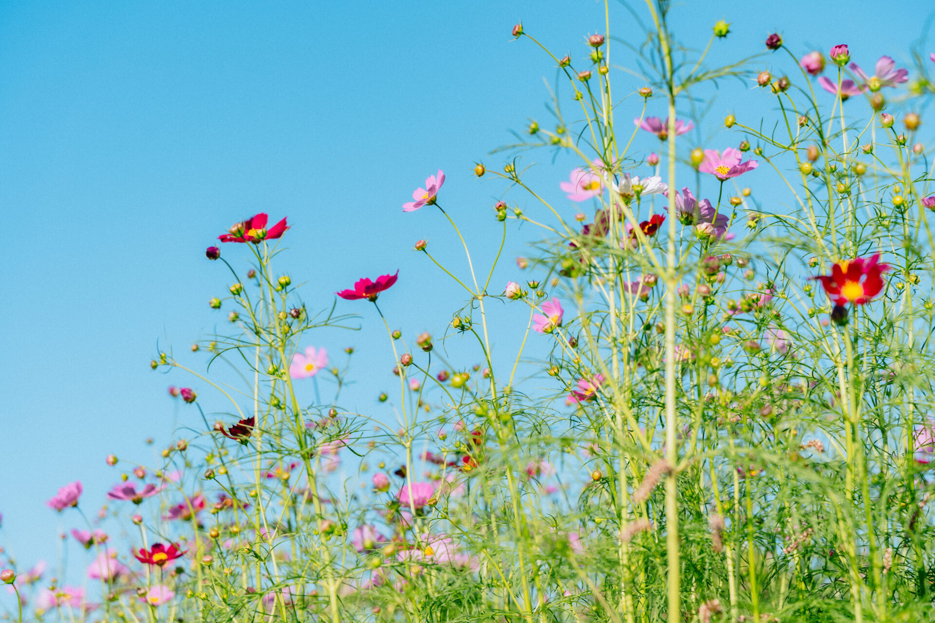 下牧之原コスモス畑
