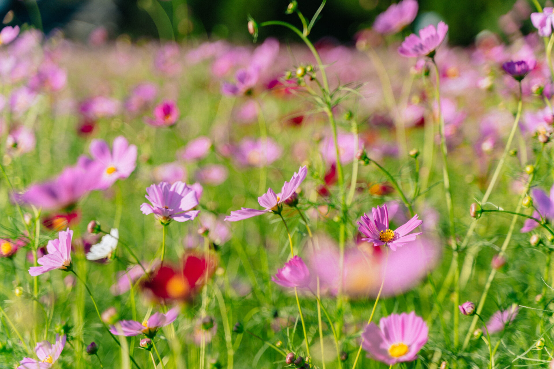 下牧之原コスモス畑