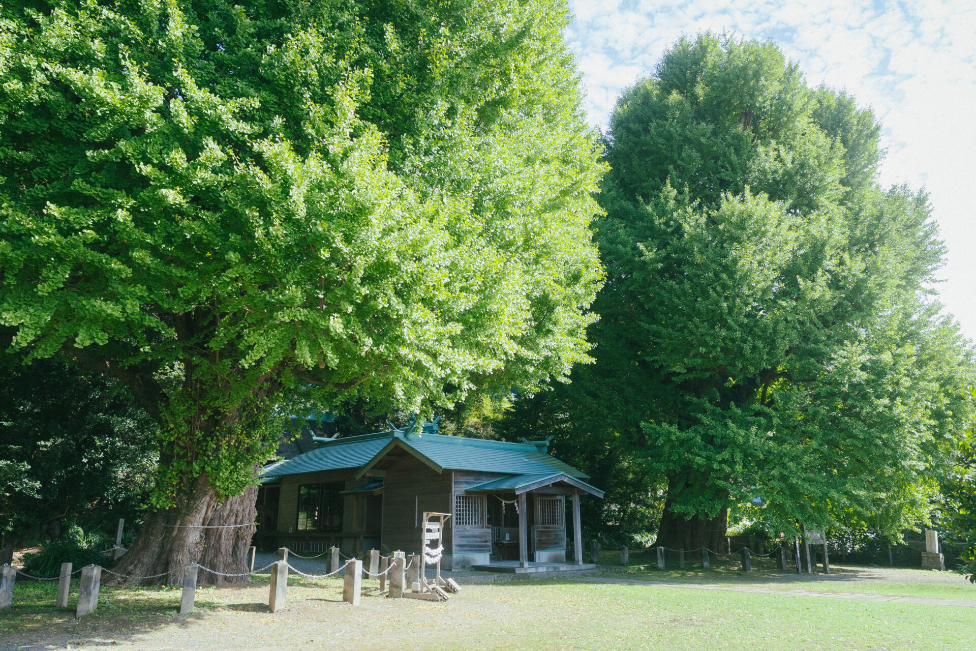 2025年10月下旬！福山町にある夫婦イチョウ🌳の紅葉状況を見てきました！