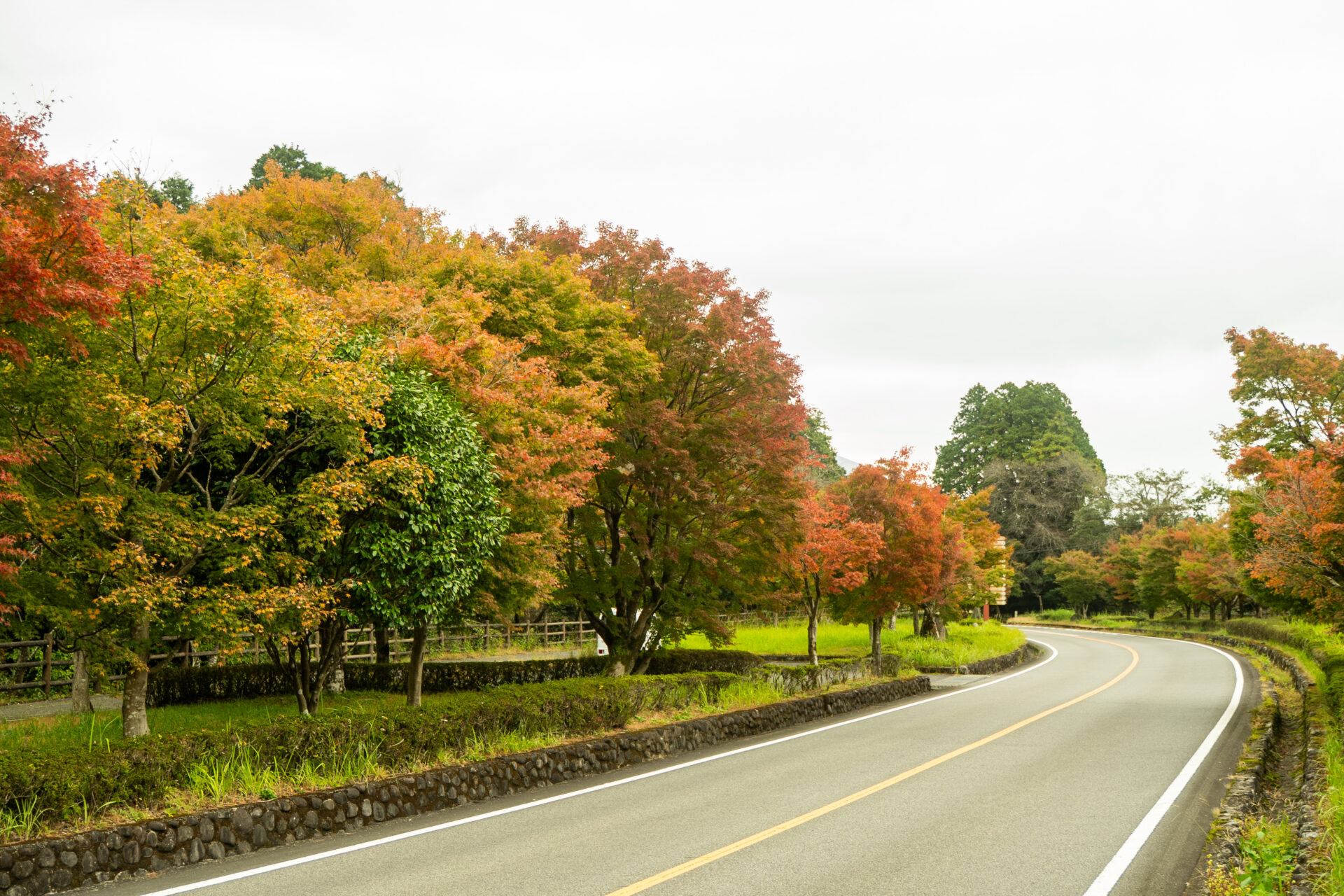 色づきはじめの霧島へ。2025紅葉ミニ取材日記