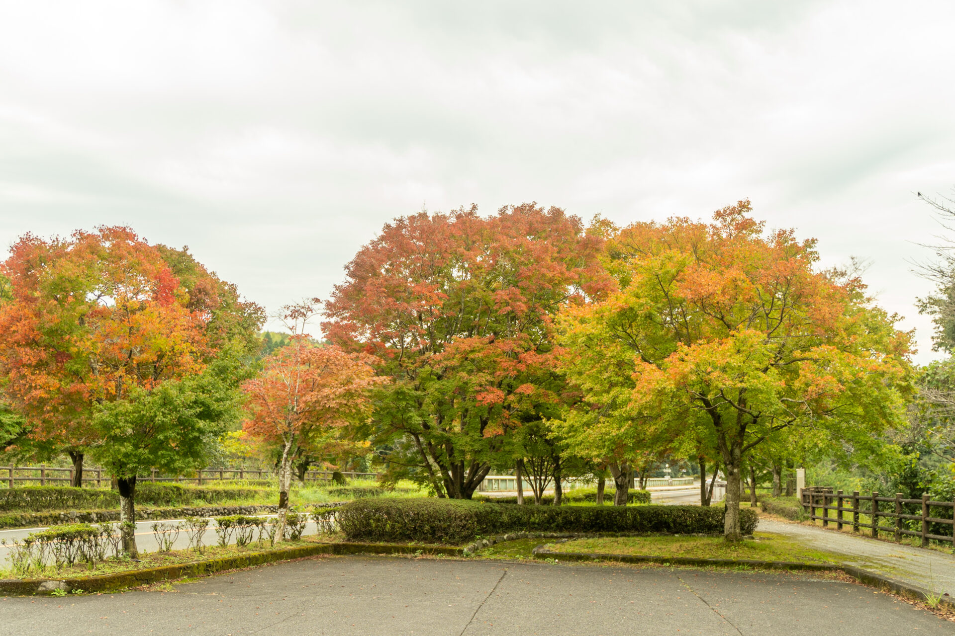 霧島神宮近くの紅葉3